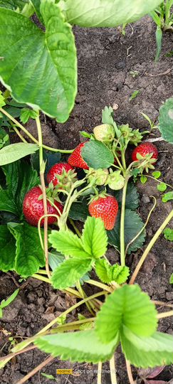 Коттедж 83 м² на участке 8 сот.