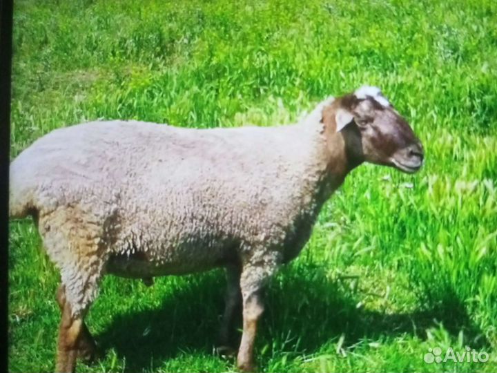 Баран на Курбан