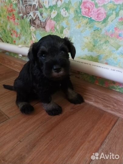 Цвергшнауцер