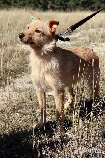 Санни в добрые руки