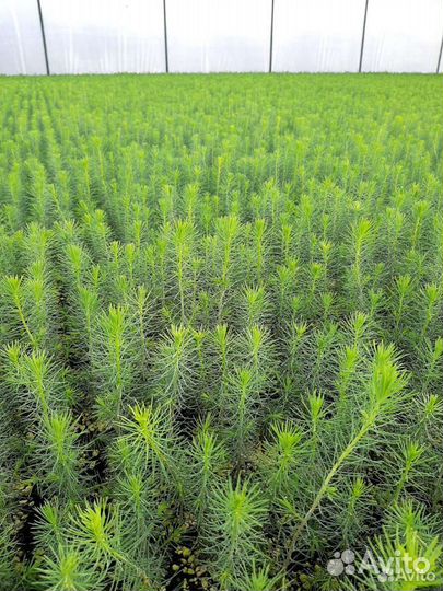 Сеянцы Ель зкс