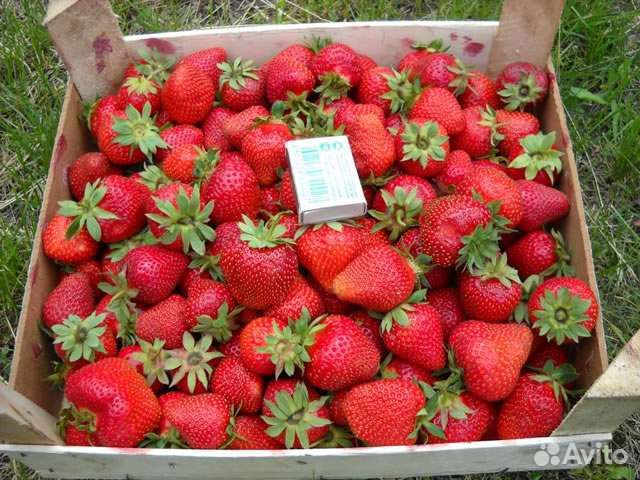 Саженцы крупноплодной клубники клери