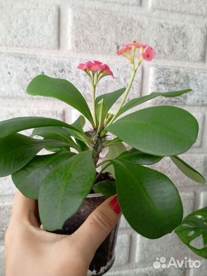 Молочай Миля