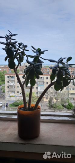 Домашние цветы