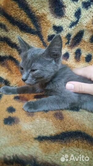 Котята в добрые руки бесплатно