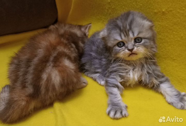Шотландские котята