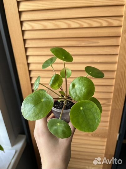 Пилея пеперомиевидная