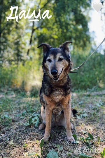 Собачка ищет дом