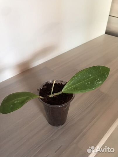 Хойя акута, ретуза, манипуренсис, нарциссифлора