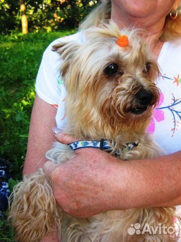 Домашняя гостиница для собак. Выгул собак