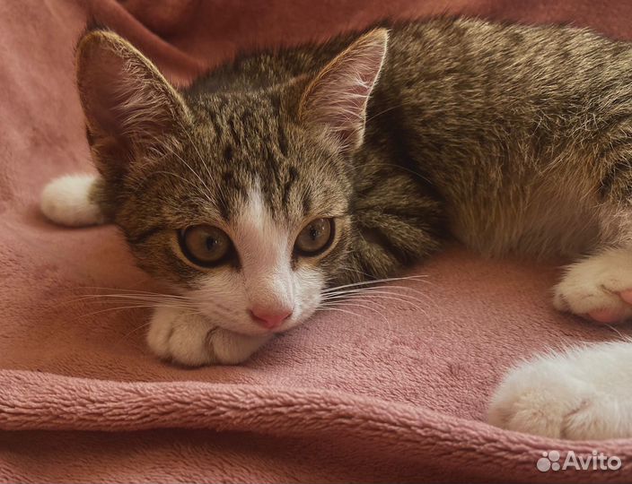 Котенок Кузя