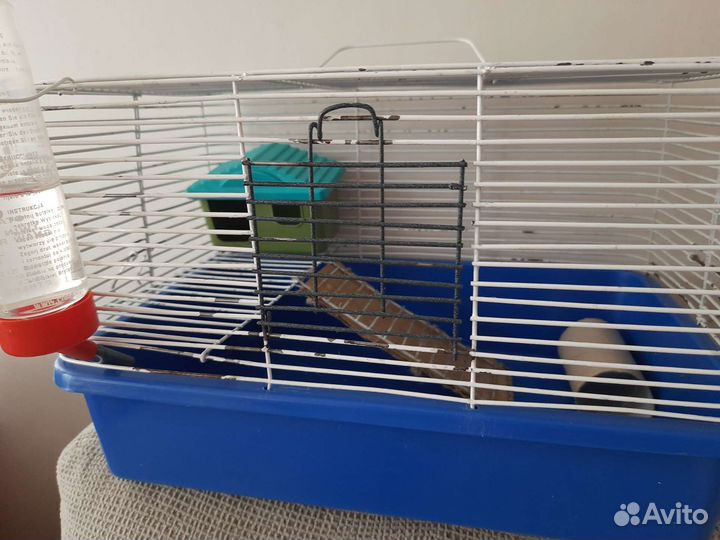 Хомяки вместе с клеткой