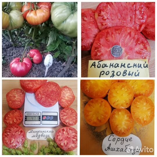 Семена сортовых крупноплодные томатов