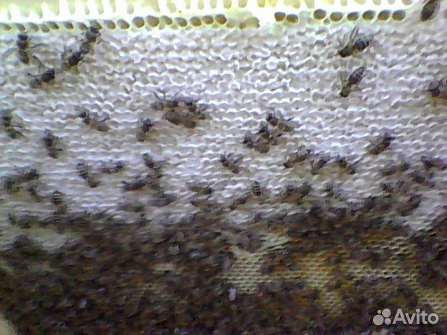 Пчёло семьи 10000 семья, пакет 3+1.Средняя Ахтуба