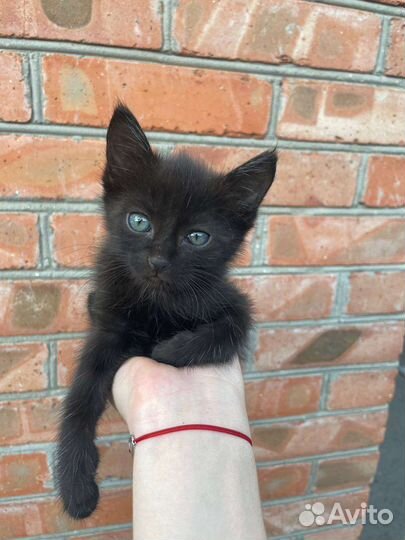 Котята 1,5месяца