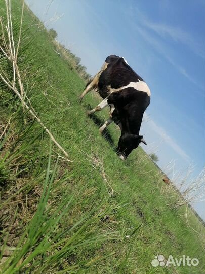 Продам коров