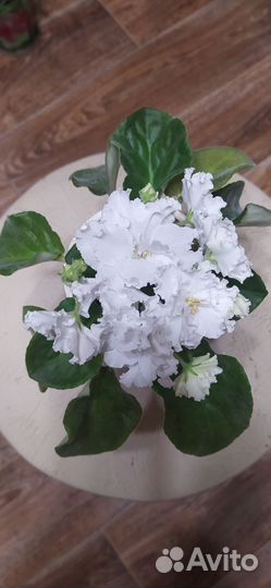 Сортовые фиалки