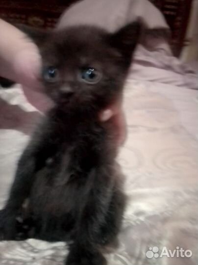 Котята отдам бесплатно