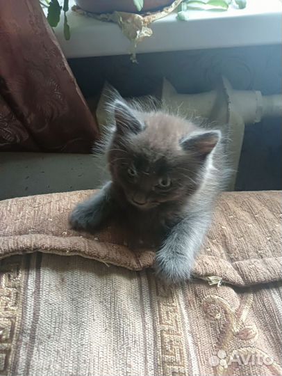 Котята отдам в добрые руки бесплатно