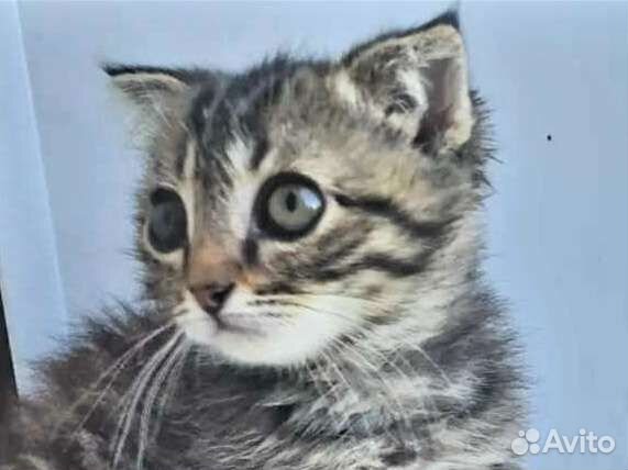 Вислоухая Кисуля 2мес