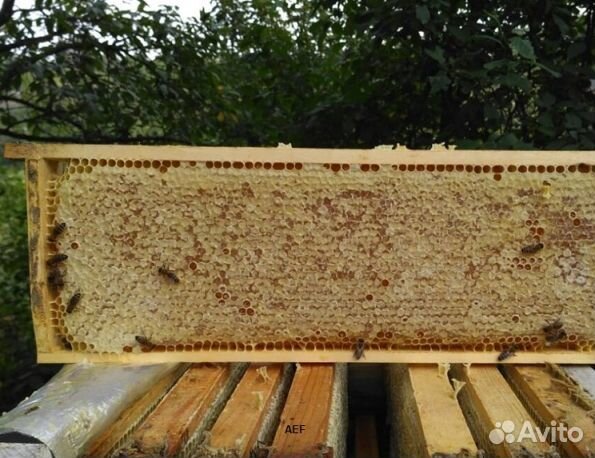 Мёд 2024 года из Алтая опт