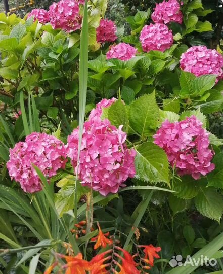 Гортензия саженцы