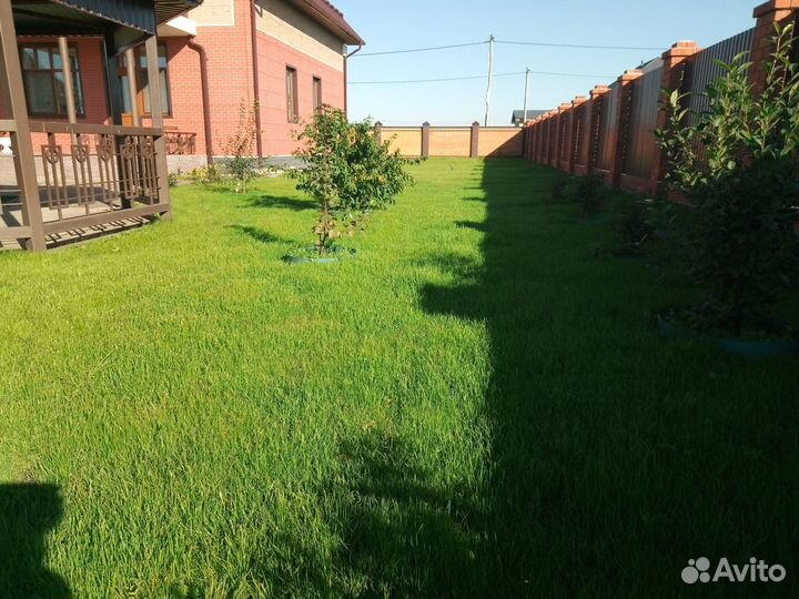 Семена газонной травы