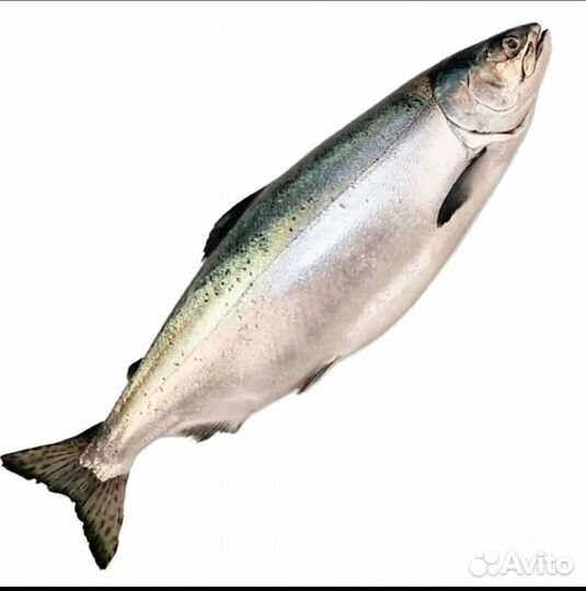 Горбуша с/м