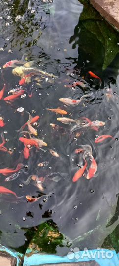 Прудовая рыба