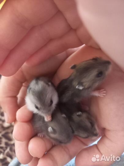 Хомячки джунгарики