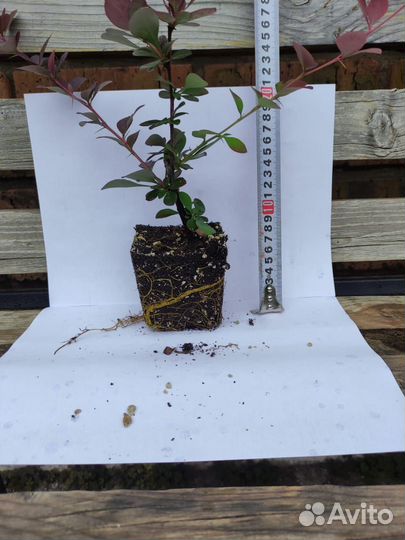 Чернозем урожайный,перегной готовый 2/3г, доставка