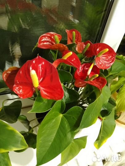 Антуриум (мужское счастье) -цветут круглый год