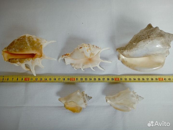Ракушки, камни для аквариума и декора, аквариум