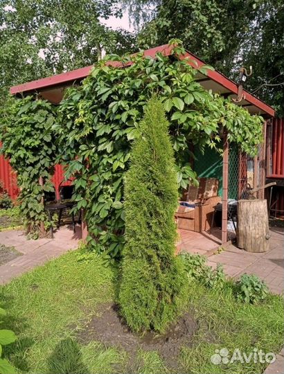Туя зеленая
