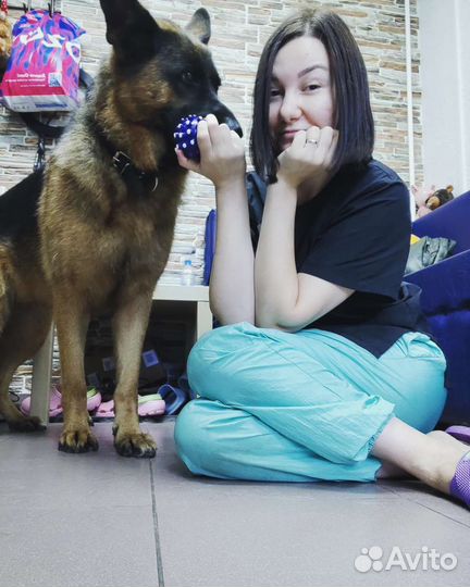 Стрижка собак и кошек