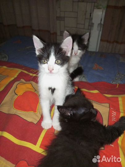 Котенок-мальчик ищет дом