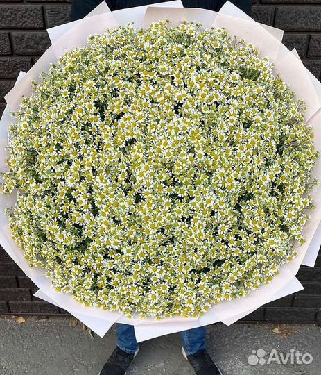 Цветы ромашки