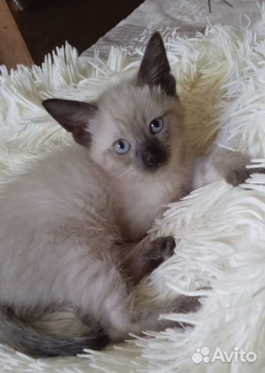 Тайские котята