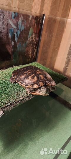 Черепаха