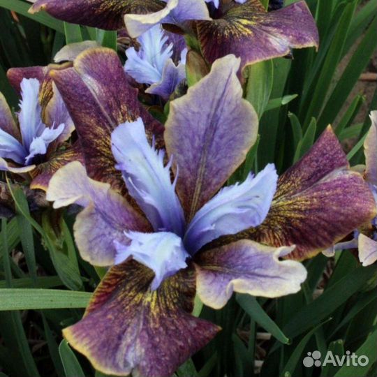 Ирис сибирский