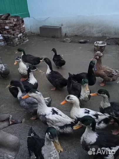 Домашняя птица