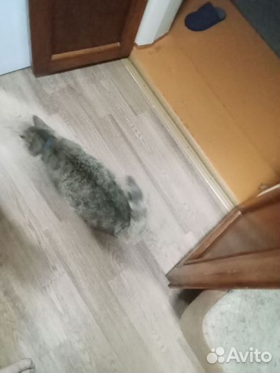 Кошки в добрые руки