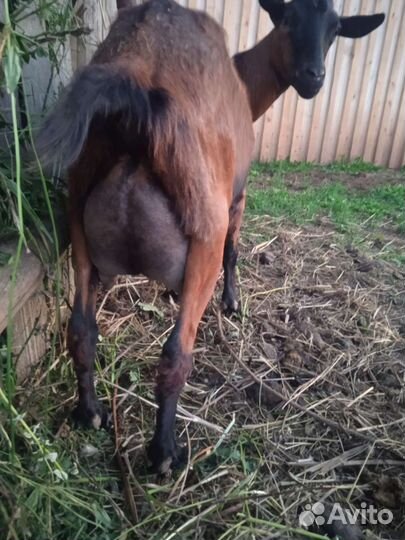 Альпийские козы,козлята