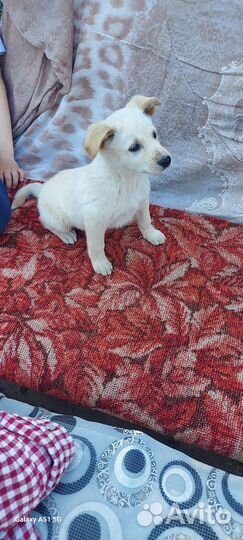 Собака в добрые руки отдам бесплатно