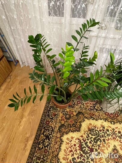 Замиокулькас