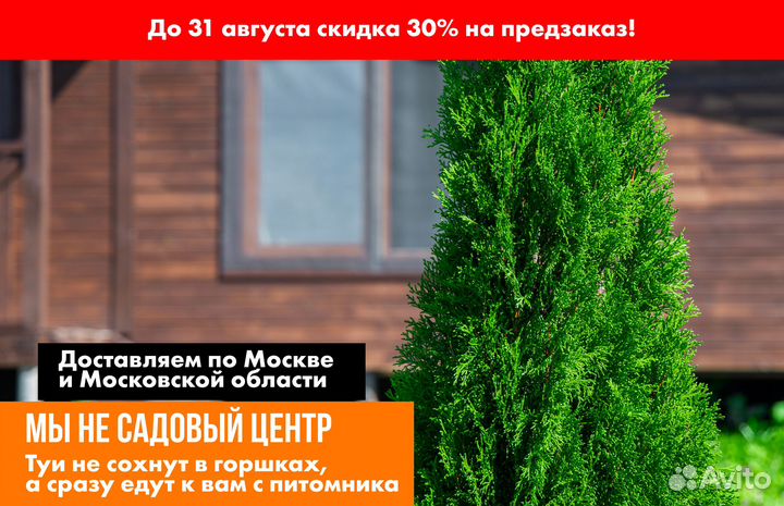 Туи 100% приживаемость