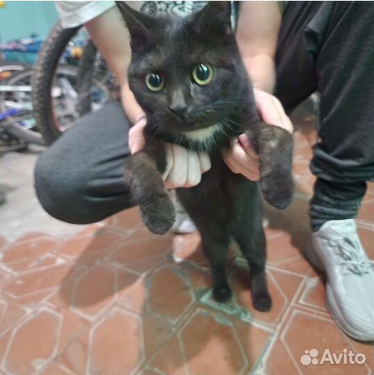 Отдам в добрые руки
