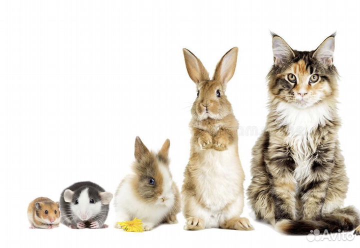 Передержка домашних животных