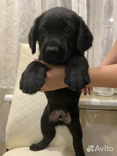 Щенки лабрадора