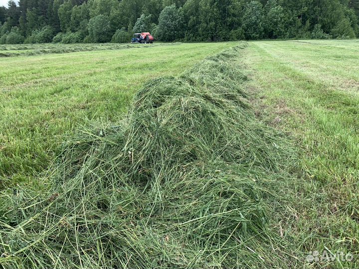 Сено в рулонах